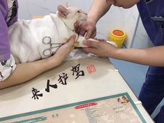 -伟伟宠物医院·CT影像中心·瑞派犬猫综合性门诊(汉口总院)