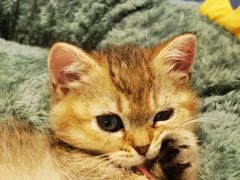 -babydoll猫舍·米努特·德文·缅因(久光中心店)