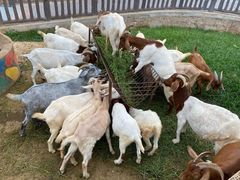 -石家庄市动物园