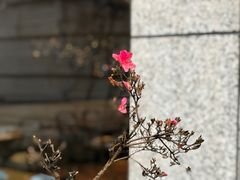 -杭州君悦酒店