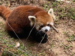 -深圳野生动物园