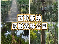 -西双版纳原始森林公园