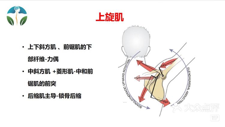 肩胛骨的10个运动方式帮你改善肩颈问题
