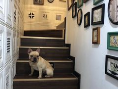 -柯斗斗主题餐厅·狗咖·围炉煮茶·茶饮(国瑞升平里店)