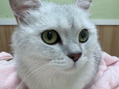 -瑞鹏宠物医院·夜间急症·心超·猫科(祖庙分店)