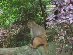 -庐山碧龙潭风景区