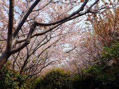 iphone_upload_pic-高东镇樱花园