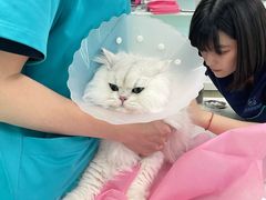 -北京观赏动物医院·24小时大型综合·猫专科·异宠专科