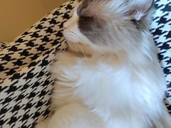 -滚猫咖啡·猫咖·猫友好撸猫(未来城店)