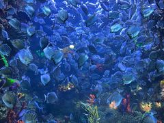 -海合安青岛极地海洋公园