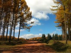 iphone_upload_pic-塞罕坝国家级自然保护区