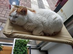 -平行世界·猫咖(首经贸店)