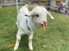 -前小桔亲子创意农场·草莓采摘·露营烧烤