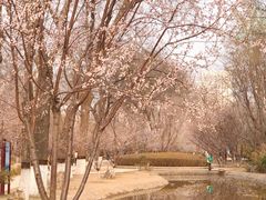 -桃花堤公园