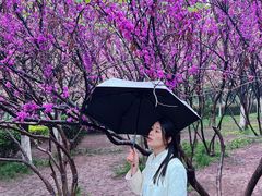 -西安青龙寺遗址景区