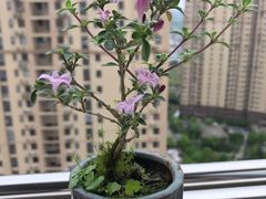 -双季花艺园艺市场(浦东店)
