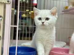 -萌宠之家·腊肠犬·马尔泰·小体犬舍