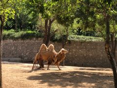 -石家庄市动物园