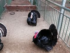 -华山御温泉度假村