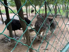 -大连铭湖国际观光牧场