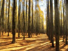 -山王坪喀斯特国家生态公园