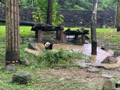 -都江堰中华大熊猫苑