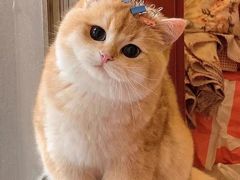 -东方名猫馆·英短金渐层布偶猫舍(环线广场1号楼店)