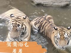 -深圳野生动物园