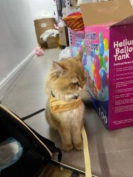 -米莱摄影写真(五大道别墅店)