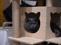 -逗柴咖啡屋·狗咖猫咖宠物桌游