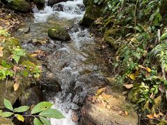 -莫里热带雨林景区
