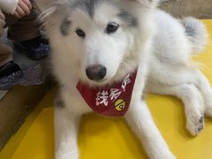 -Husky Go! 哈士奇体验馆·宠物咖啡厅狗咖