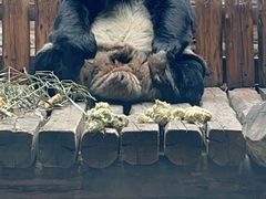 -石家庄市动物园