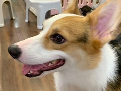 -柯斗斗主题餐厅·狗咖·围炉煮茶·茶饮(国瑞升平里店)