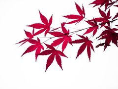 -上海市龙华烈士陵园