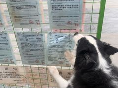 -帕帕拉兹宠物(亚洲旗舰店)