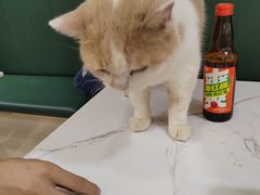 -安格丽娜·狗咖·猫咖羊驼咖(春熙路百盛商场店)