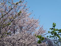 -上海滨江森林公园