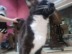 -猫色咖啡·猫咖