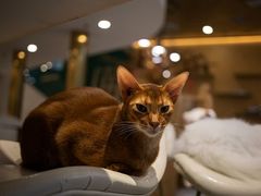 -飞行喵MR PILOT|猫舍·猫咖(静安大融城店)
