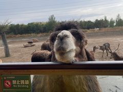 -齐齐哈尔龙沙动植物园