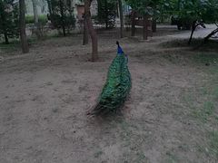 -北京麋鹿生态实验中心
