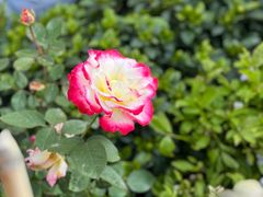 -金陵花卉交易市场