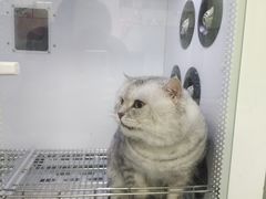 -帕帕拉兹宠物(亚洲旗舰店)