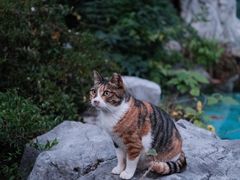 -静安公园(静安寺街道)