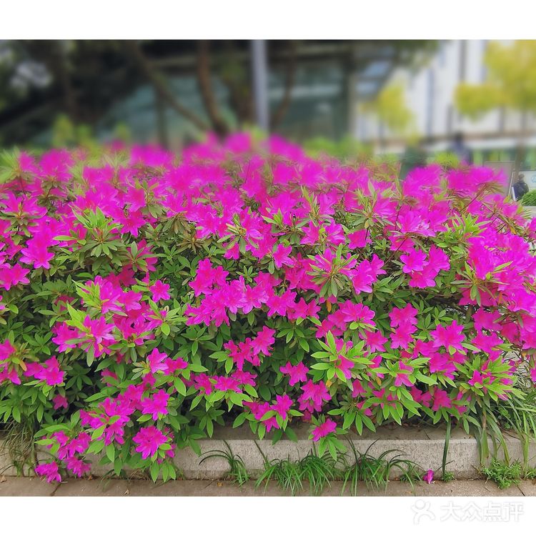 金陵花事||大行宫市民广场.杜鹃花