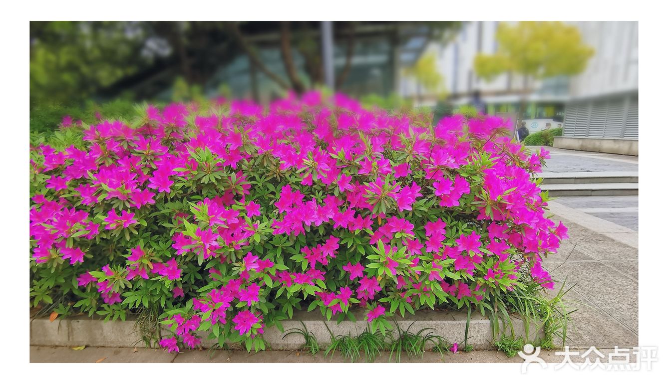 金陵花事||大行宫市民广场.杜鹃花