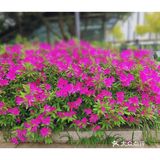 金陵花事||大行宫市民广场.杜鹃花