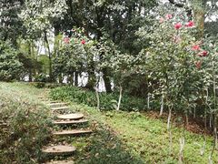 -南山植物园