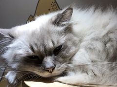 -滚猫咖啡·猫咖·猫友好撸猫(未来城店)